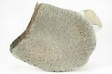 Partial Fossil Whale Cervical Vertebra - Yorktown Formation #214279-2